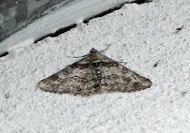 Attēlu rezultāti vaicājumam “Cleora cinctaria”