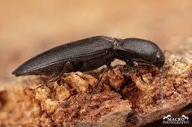 Attēlu rezultāti vaicājumam “Ectinus aterrimus”