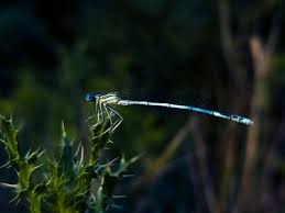 Attēlu rezultāti vaicājumam “Platycnemis pennipes”