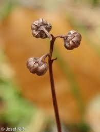 Attēlu rezultāti vaicājumam “Pyrola chlorantha bud”