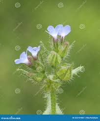 Attēlu rezultāti vaicājumam “Anchusa arvensis flower”