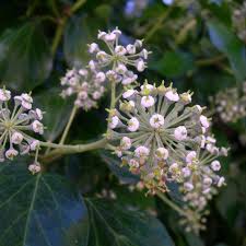 Attēlu rezultāti vaicājumam “Hedera helix  flower”