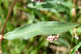 Attēlu rezultāti vaicājumam “Persicaria maculosa leaf”