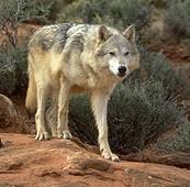 Attēlu rezultāti vaicājumam “Carnivora”