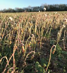 Attēlu rezultāti vaicājumam “Tussilago farfara fruit”