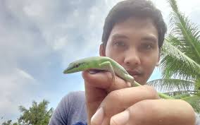 Risultati immagini per dasia smaragdina