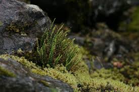 Attēlu rezultāti vaicājumam “Asplenium trichomanes”