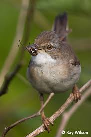 Attēlu rezultāti vaicājumam “Sylvia communis adult”