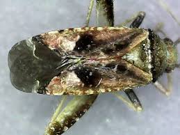 Attēlu rezultāti vaicājumam “Phytocoris varipes”