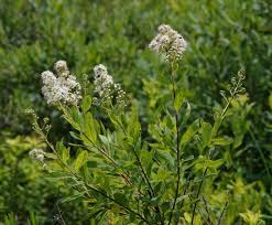Attēlu rezultāti vaicājumam “Spiraea”