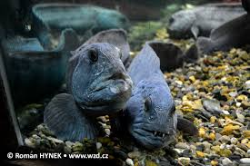 Image result for Anarhichas lupus