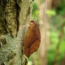 Attēlu rezultāti vaicājumam “Drepanepteryx phalaenoides”