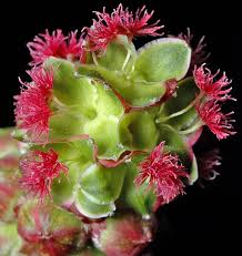 Attēlu rezultāti vaicājumam “Poterium sanguisorba flower”