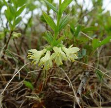 Attēlu rezultāti vaicājumam “Lonicera caerulea var. pallasii flower”