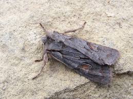 Attēlu rezultāti vaicājumam “Lithophane furcifera”