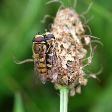 Attēlu rezultāti vaicājumam “Eupeodes corollae”