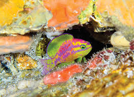 Image result for Halichoeres radiatus