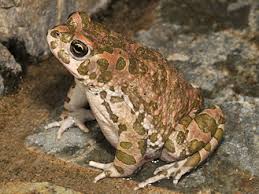 Attēlu rezultāti vaicājumam “Pseudepidalea viridis adult”