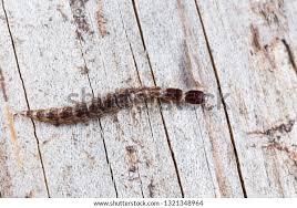 Attēlu rezultāti vaicājumam “Raphidioptera larva”