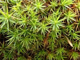 Attēlu rezultāti vaicājumam “Polytrichum juniperinum sporophyte”