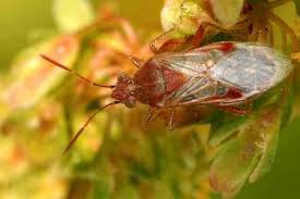 Attēlu rezultāti vaicājumam “Rhopalus maculatus imago”