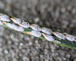 Attēlu rezultāti vaicājumam “Chionaspis salicis”