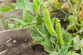 Attēlu rezultāti vaicājumam “Pisum sativum fruit”