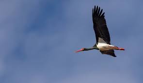 Attēlu rezultāti vaicājumam “Ciconia nigra adult”