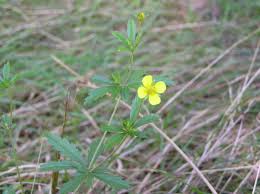Attēlu rezultāti vaicājumam “Potentilla erecta leaf”
