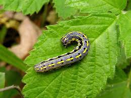 Attēlu rezultāti vaicājumam “Orthosia miniosa”