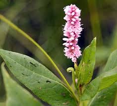 Attēlu rezultāti vaicājumam “Polygonum amphibium flower”