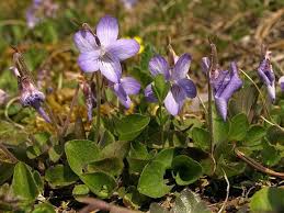 Attēlu rezultāti vaicājumam “Viola rupestris”