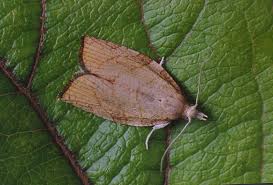 Attēlu rezultāti vaicājumam “Pandemis”