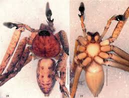 Attēlu rezultāti vaicājumam “Aranei”