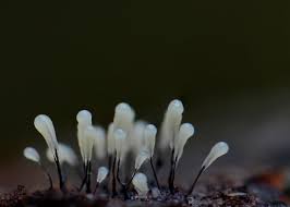 Attēlu rezultāti vaicājumam “Comatricha nigra stalked”