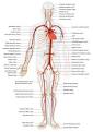 Artery - Wikipedia, the free encyclopedia