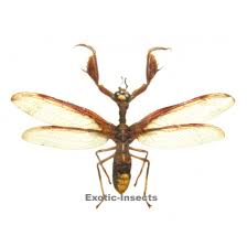 Attēlu rezultāti vaicājumam “Neuroptera”