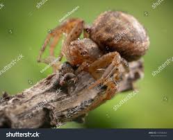 Attēlu rezultāti vaicājumam “Xysticus bifasciatus”