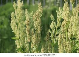 Attēlu rezultāti vaicājumam “Rheum rhabarbarum flower”