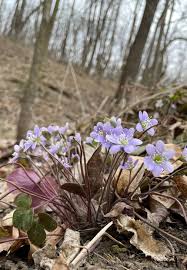 Attēlu rezultāti vaicājumam “Hepatica nobilis bud”