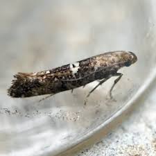 Attēlu rezultāti vaicājumam “Acrolepiopsis assectella”