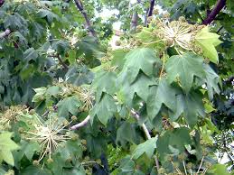 Attēlu rezultāti vaicājumam “Kalopanax septemlobus fruit”