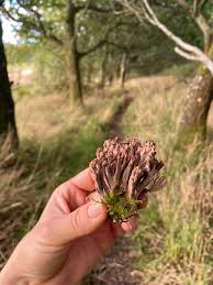 Attēlu rezultāti vaicājumam “Clavulina amethystina”