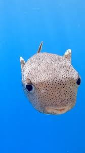 Image result for Diodon hystrix