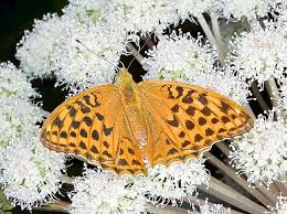Attēlu rezultāti vaicājumam “Argynnis paphia larva”