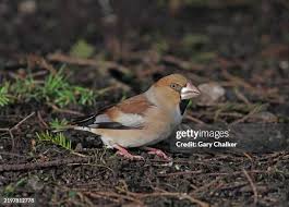 Attēlu rezultāti vaicājumam “Coccothraustes coccothraustes”