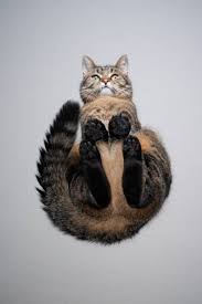 Image result for invisible cat