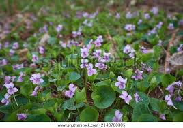 Attēlu rezultāti vaicājumam “Viola uliginosa”