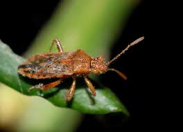 Attēlu rezultāti vaicājumam “Rhopalus maculatus imago”