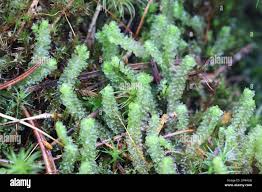 Attēlu rezultāti vaicājumam “Barbilophozia lycopodioides macro”